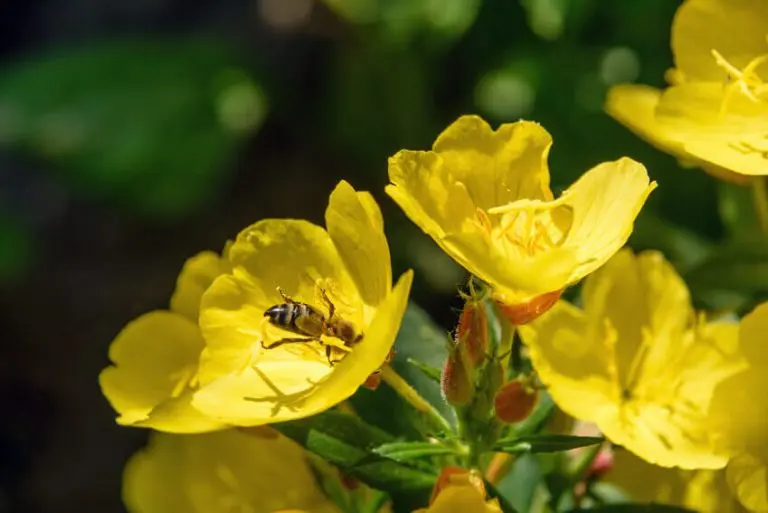 evening primrose - oenothera flower