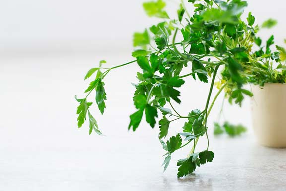 Parsley is a good source of coenzyme Q10